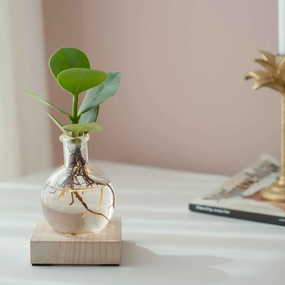 Bakker Clusia Samoa plante d'intérieur hydroponique kit LED