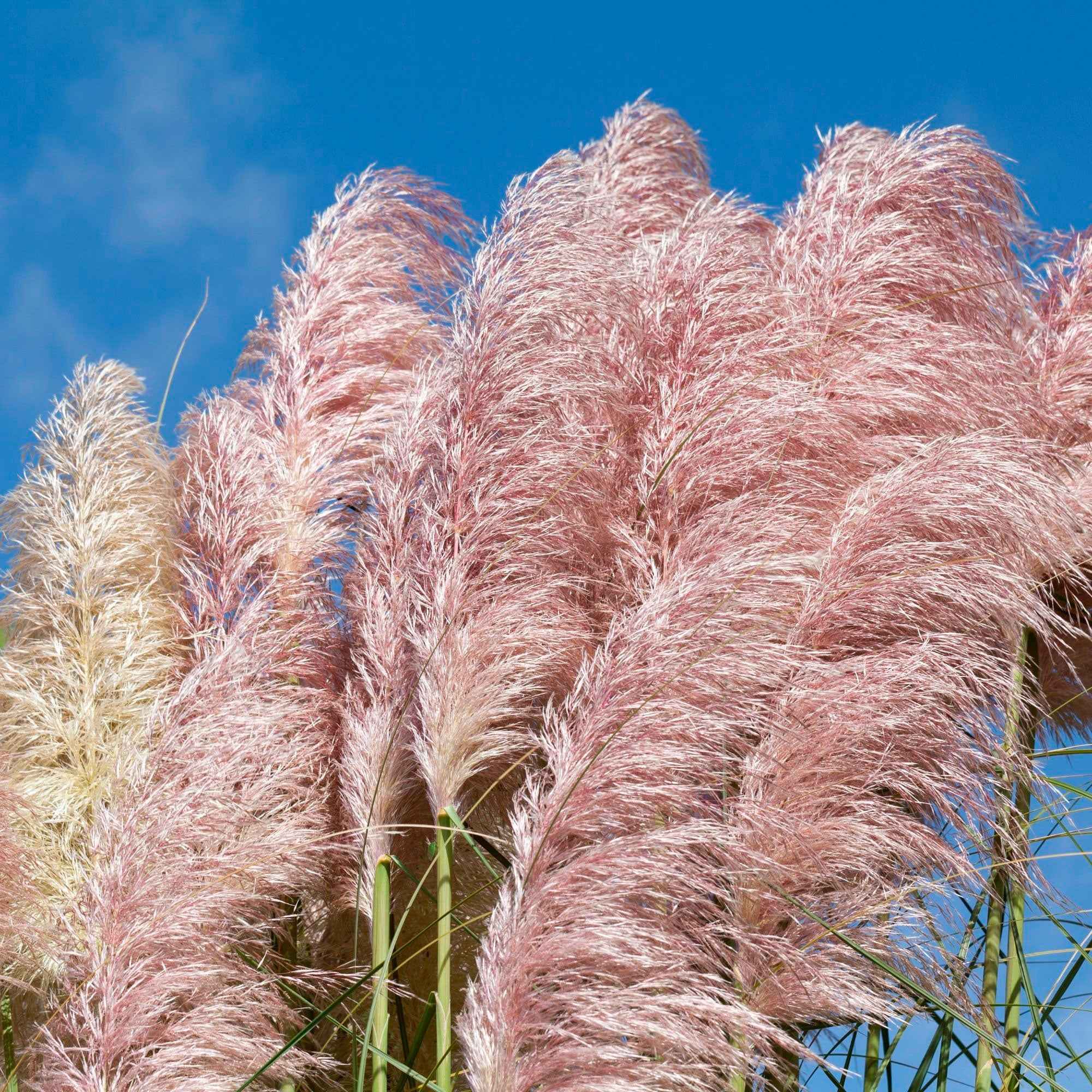 Bakker Herbe de la pampa Rosea graminée pot Ø 9 cm