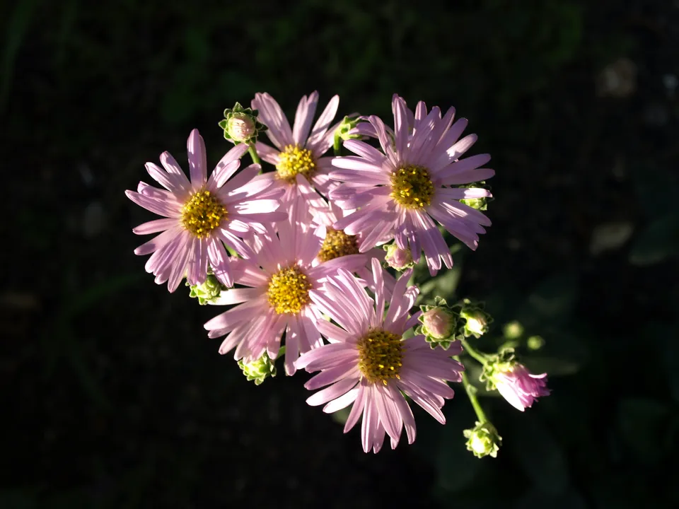 Aster amellus Pink Zenith vivace godet rose mauve 50 mm