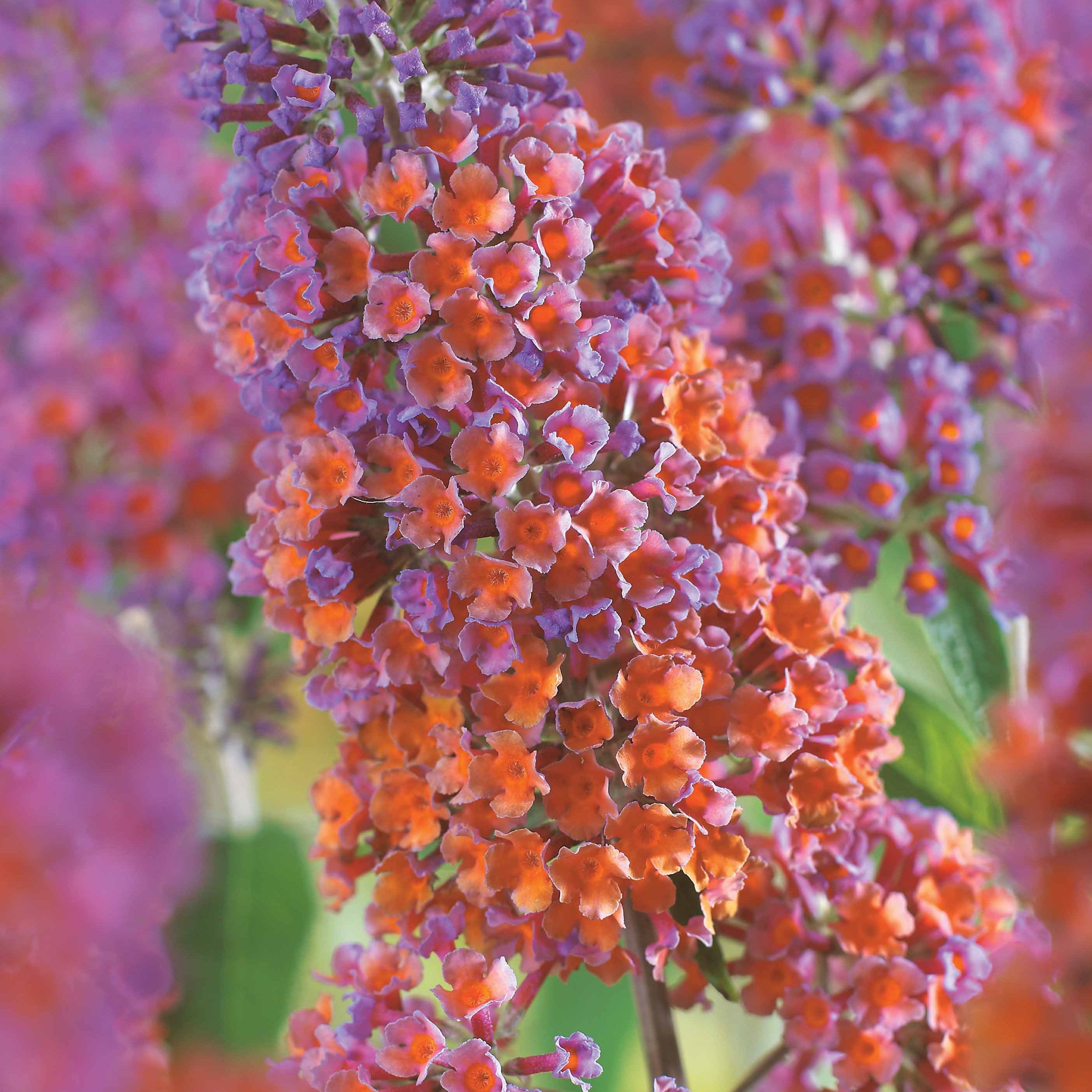 Bakker Flower Power arbre aux papillons arbuste pot 9cm violet