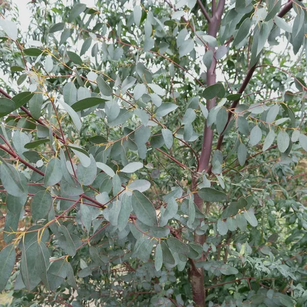 Bakker Eucalyptus parviflora arbre pot 9cm persistant argenté