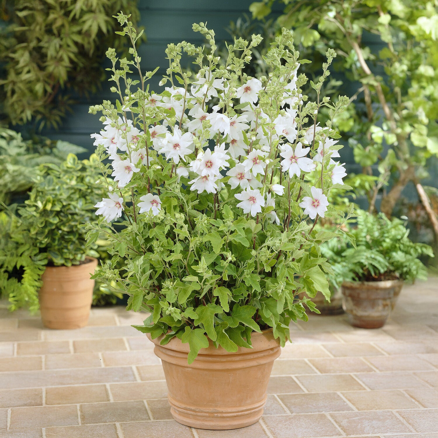 Bakker Barnsley Baby lavatère pot Ø 9cm fleurs blanches