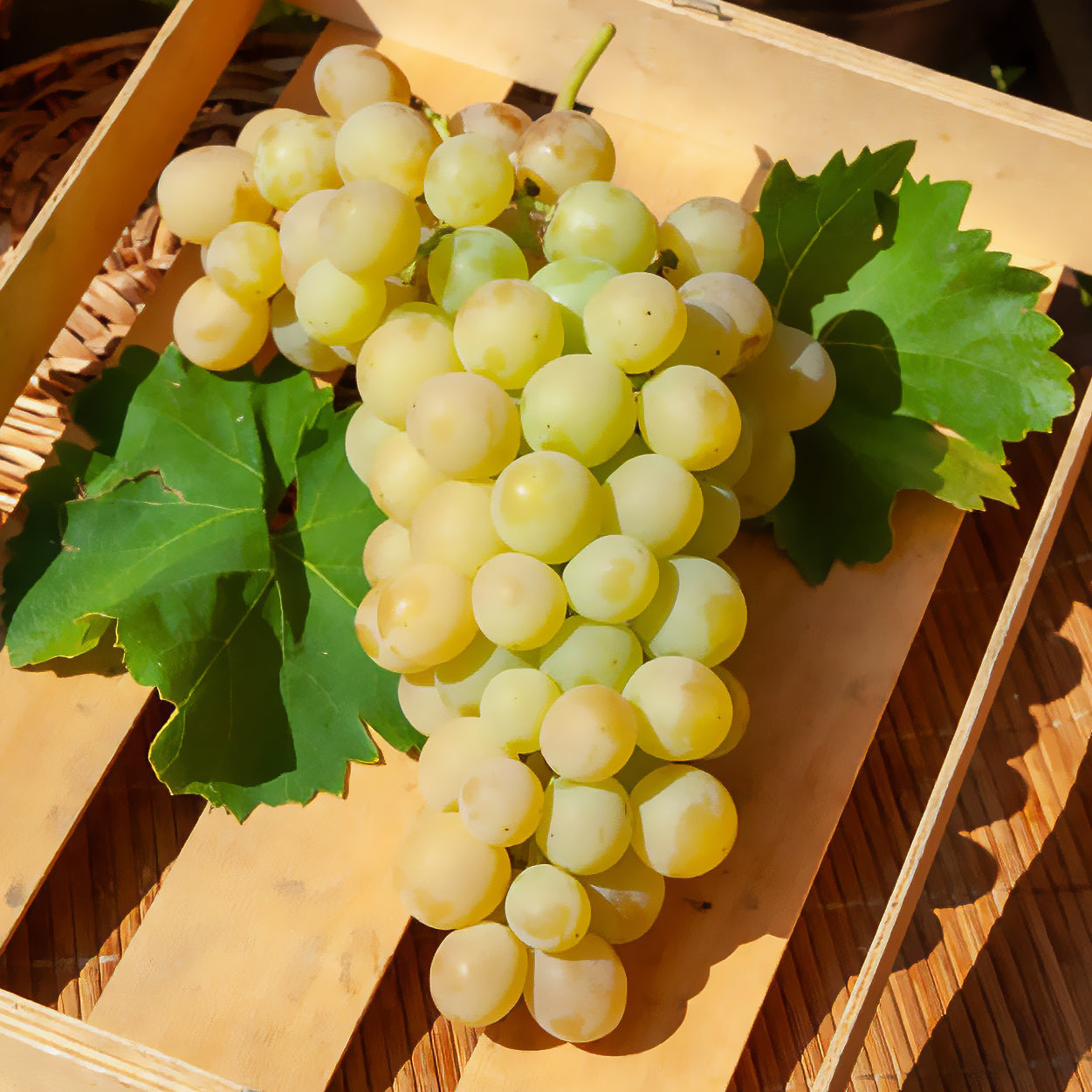 Bakker Vigne Italia raisin muscat motte 2 ans doré