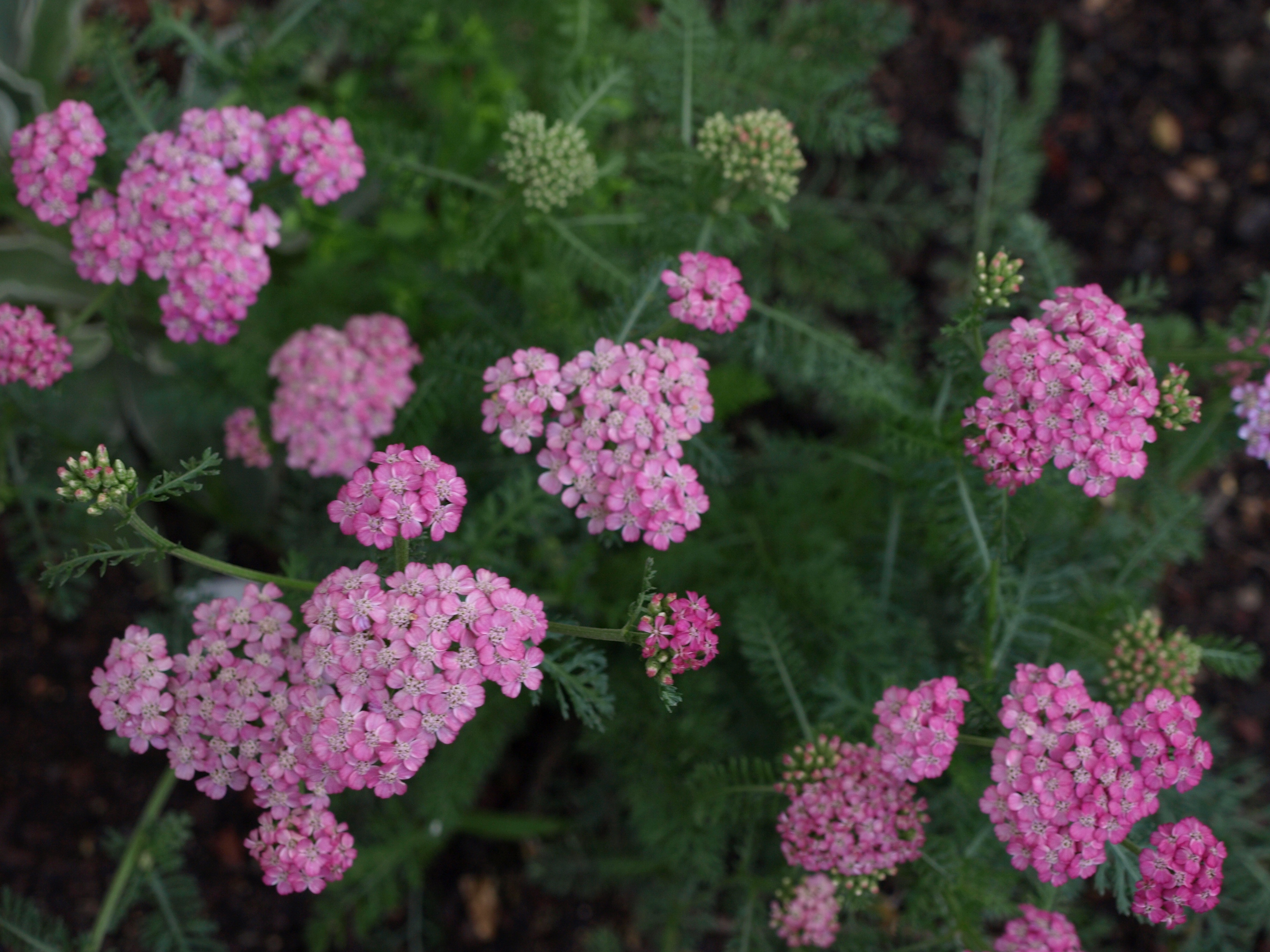 Passion Vivaces Achillea Frances plante vivace godet jardin soleil