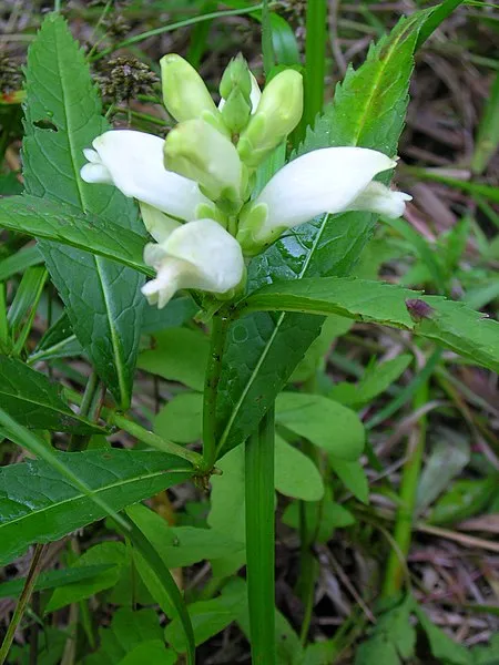 Passion Vivaces Chelone obliqua Alba plante vivace pot 1L blanc