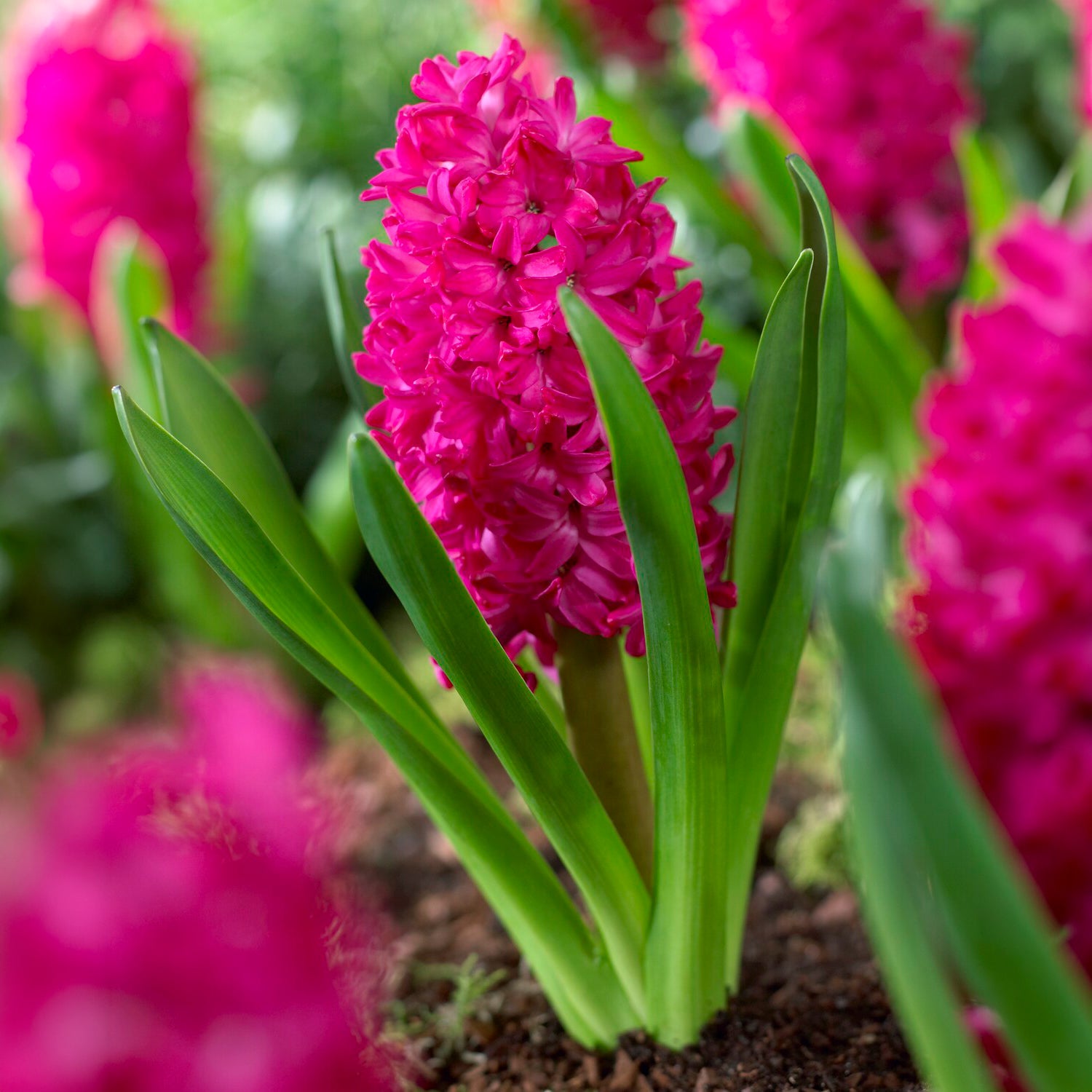 Bakker Bulbes Jacinthes Jan Bos rouge lot 6 bulbes