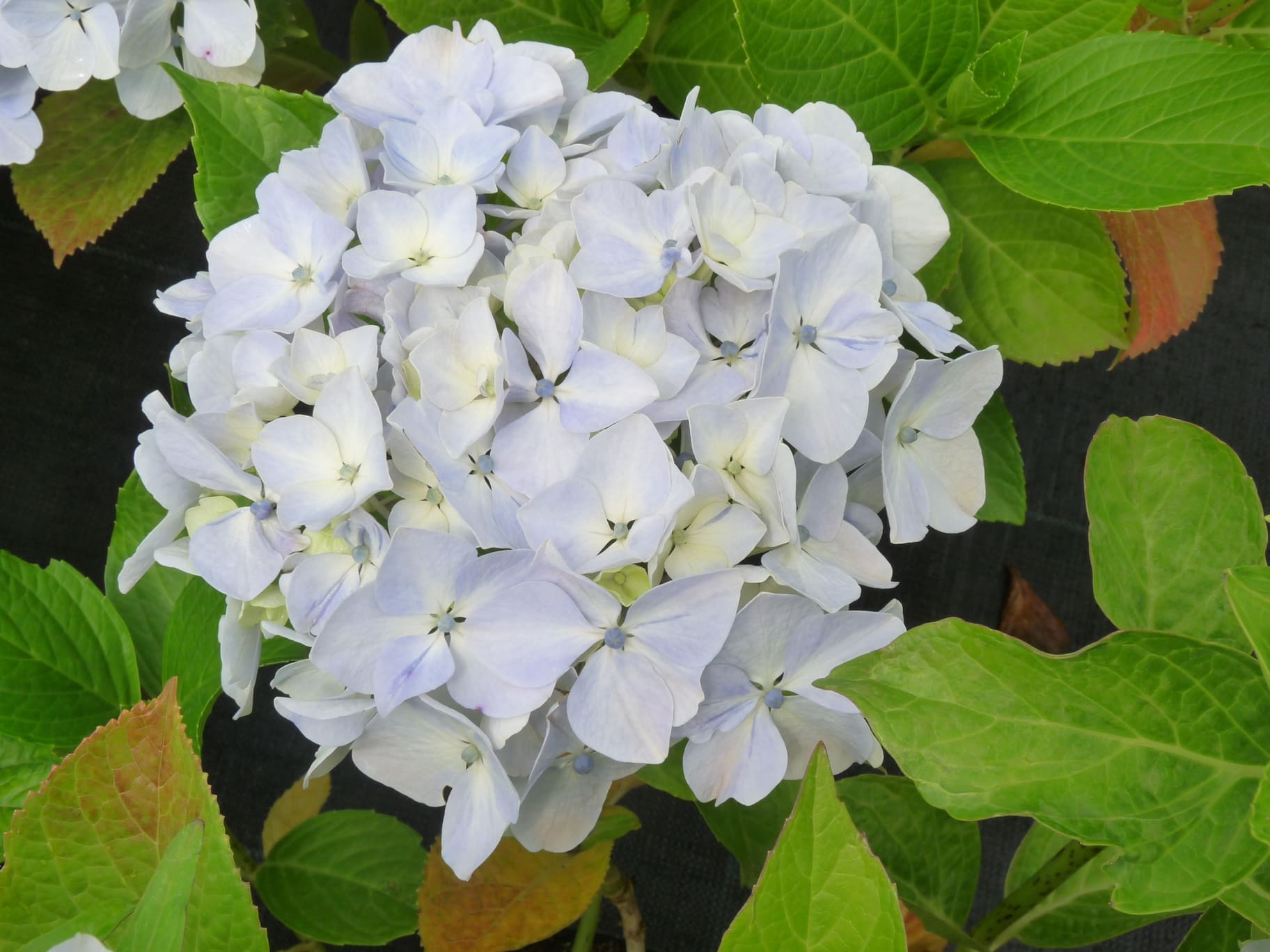 Les Hortensias du Haut Bois Sir Joseph Banks hortensia rond