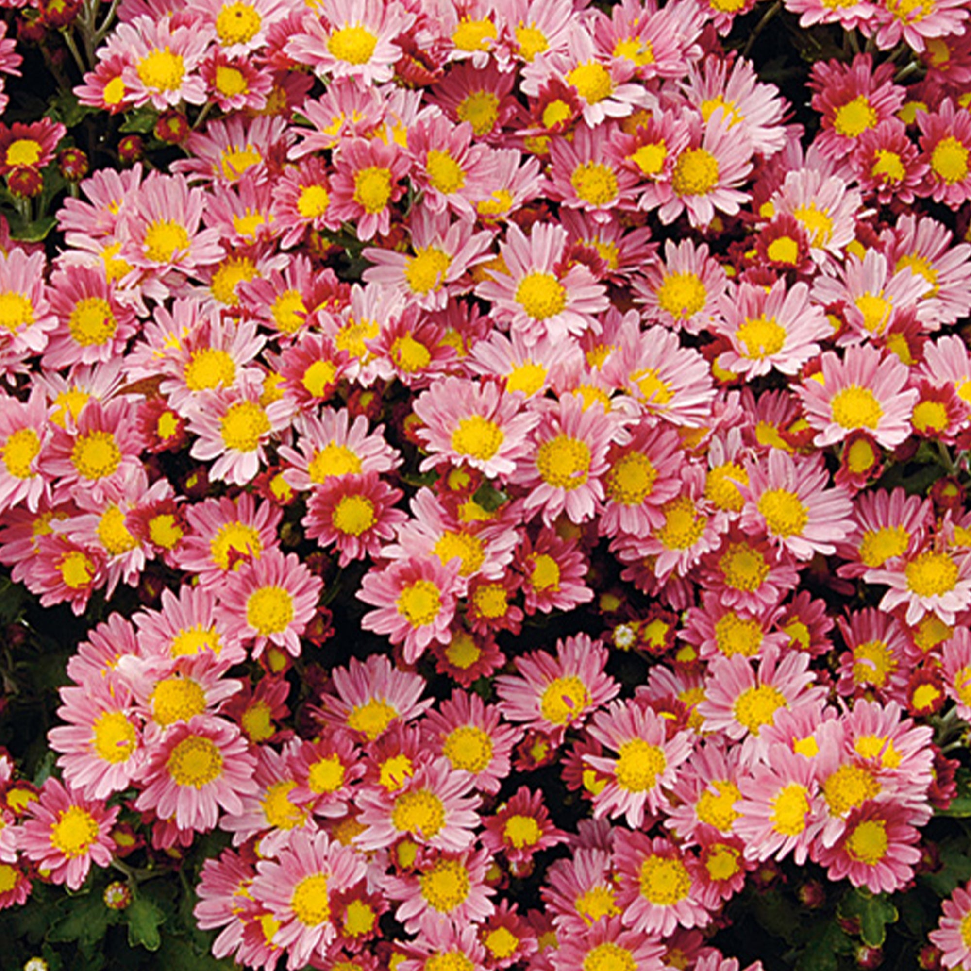 Bakker Chrysanthème Bengo Rosa vivace pot 8cm rose