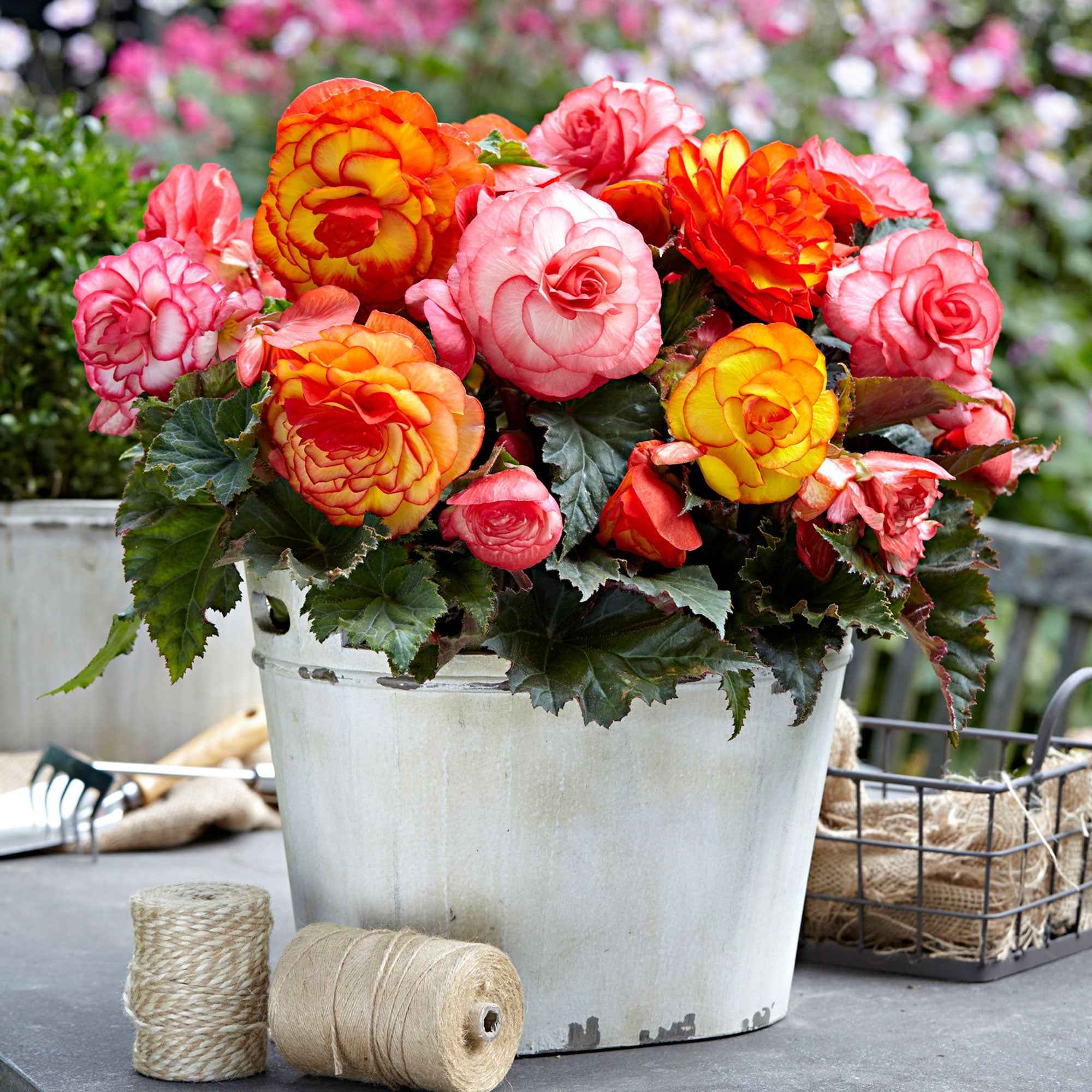 Bakker Bégonias Golden Balcony bulbes 5 pièces