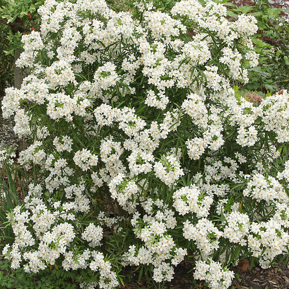 Bakker Oranger du Mexique Aztec Pearl arbuste pot 2L fleurs blanches
