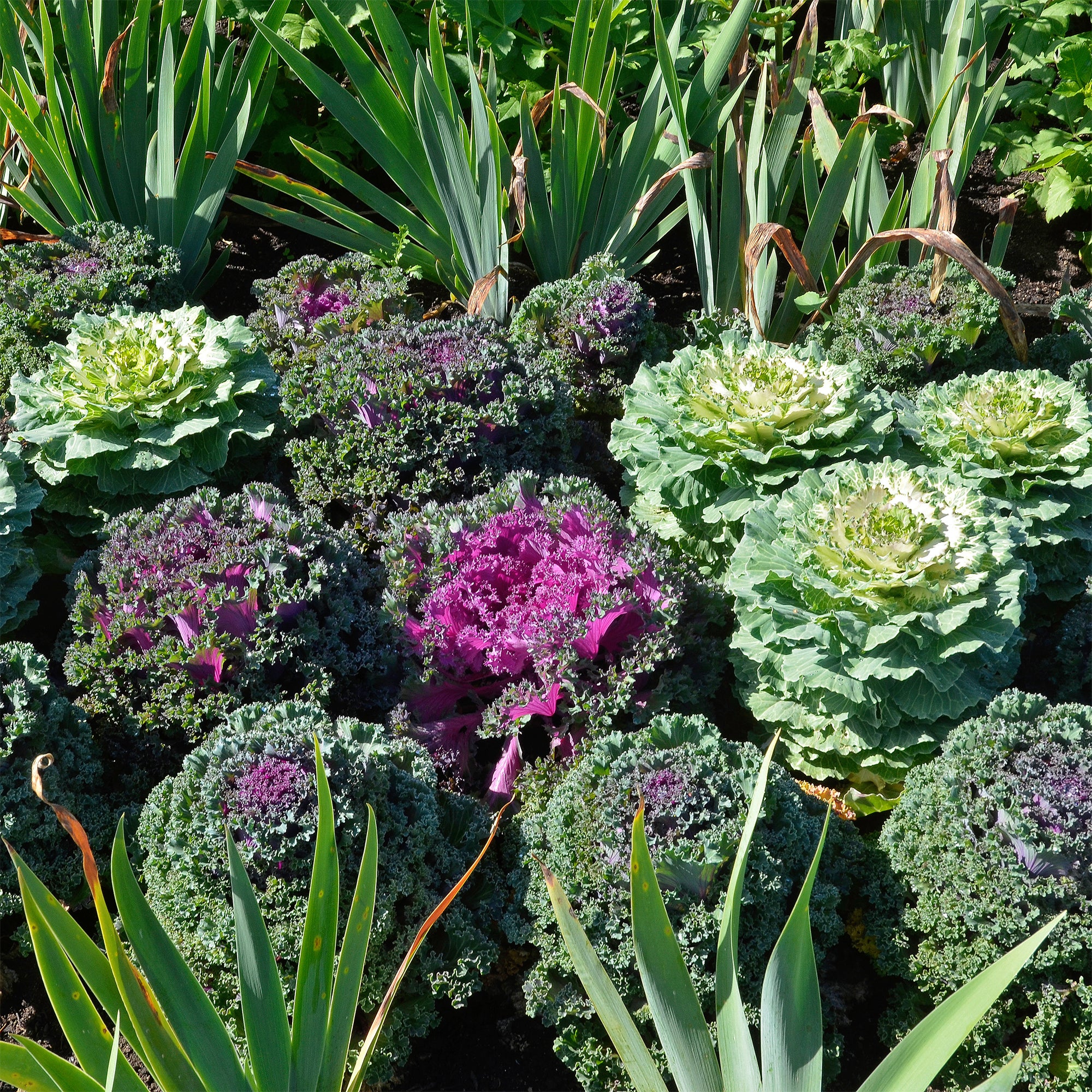 Bakker 3 Choux décoratifs mélange plante automne 3 pots Ø10,5cm
