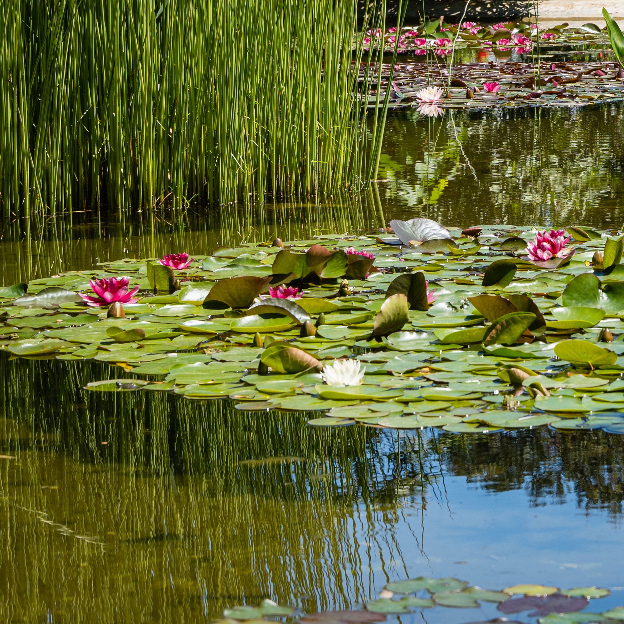 Bakker Nénuphar Attraction Nymphaea pot Ø9cm fleurs rouges
