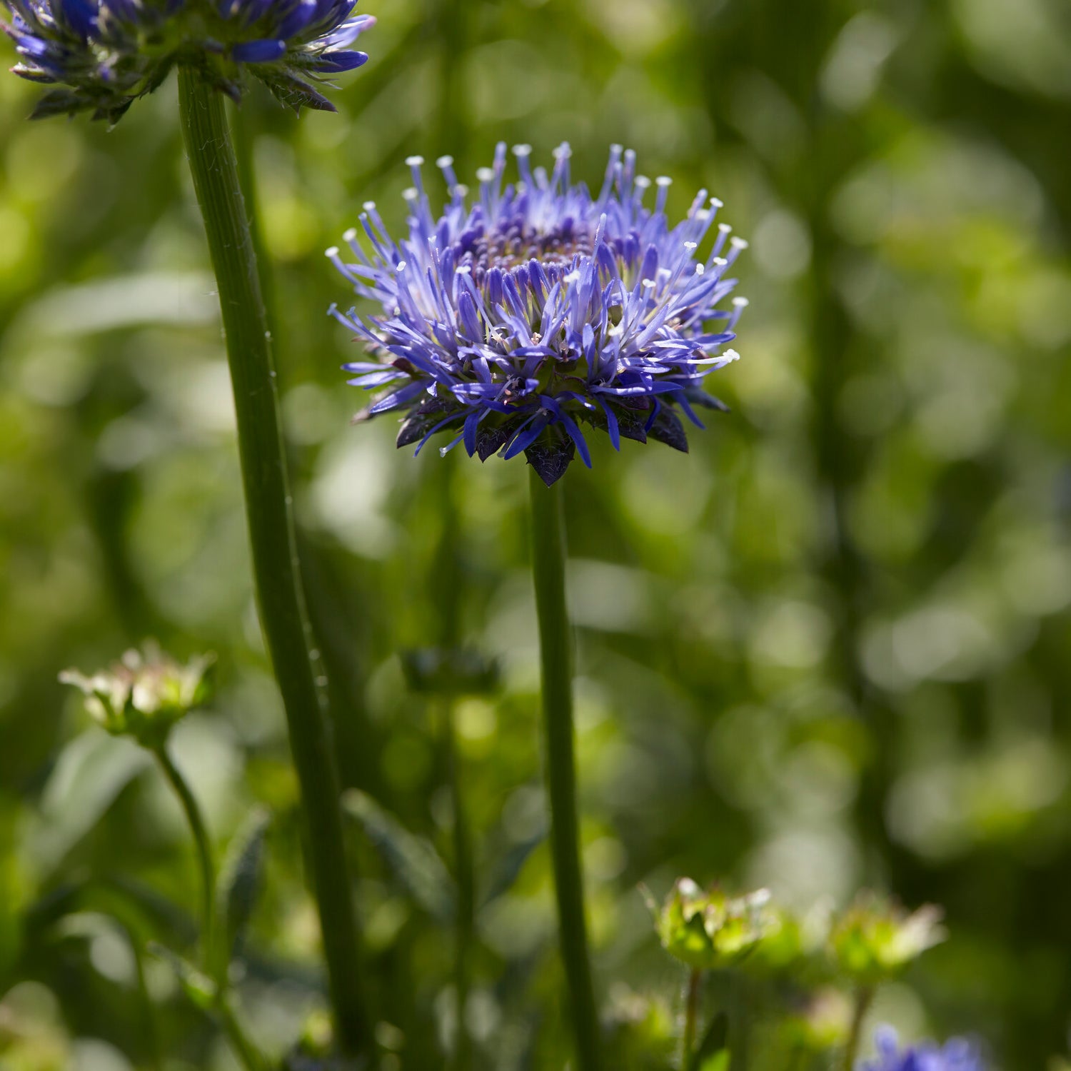 Bakker Jasione Blaulicht vivace pot 9cm bleue