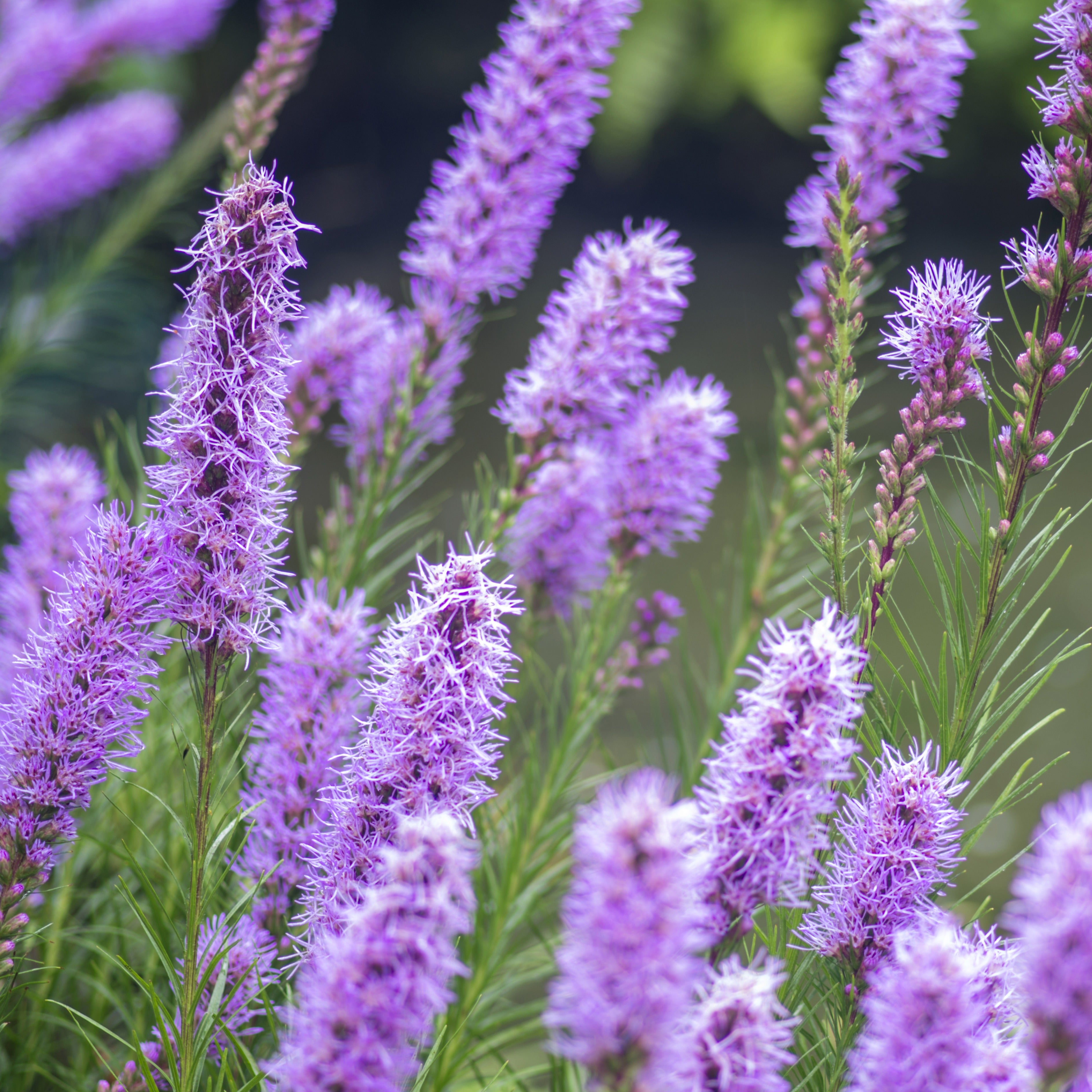 Bakker 25 Plumes du Kansas Liatris bulbes violets sachet 25 pièces