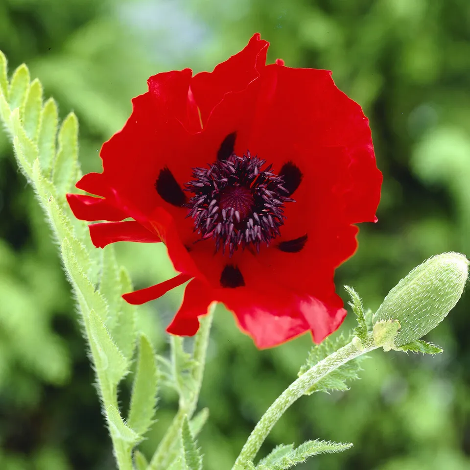 Bakker Pavot d'Orient Beauty of Livermere vivace pot Ø 9cm