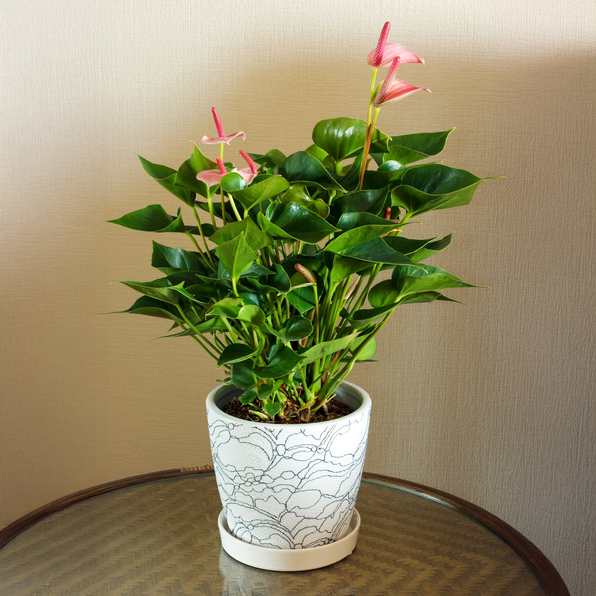 Bakker Anthurium rose Sweet Dream plante intérieur pot 12cm
