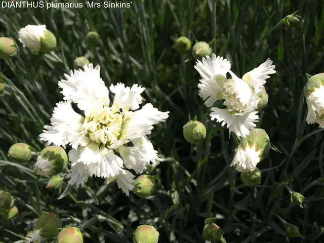 Passion Vivaces Dianthus Pike’s Pink oeillet pot fleur vanille