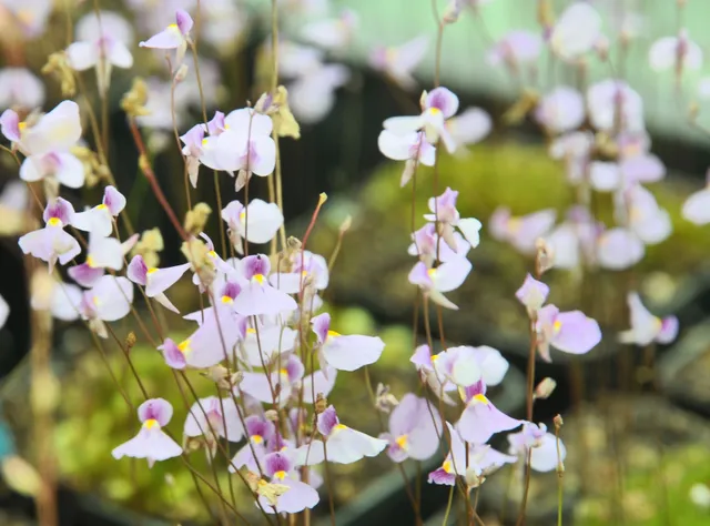 Carniflore Utriculaire blanchetii plante carnivore fleur mauve