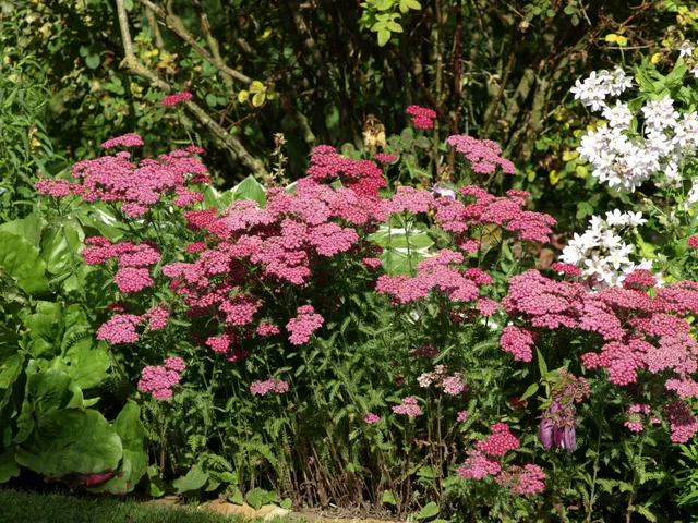 Passion Vivaces Achillea millefolium Summerwine plante vivace rouge