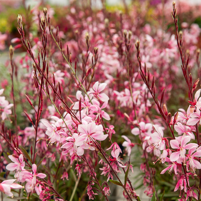 Bakker Gaura Cherry Brandy vivace rose pot 9cm