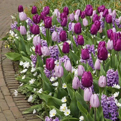 Bakker Royal Purple 25 bulbes fleurs mélange violet sachet