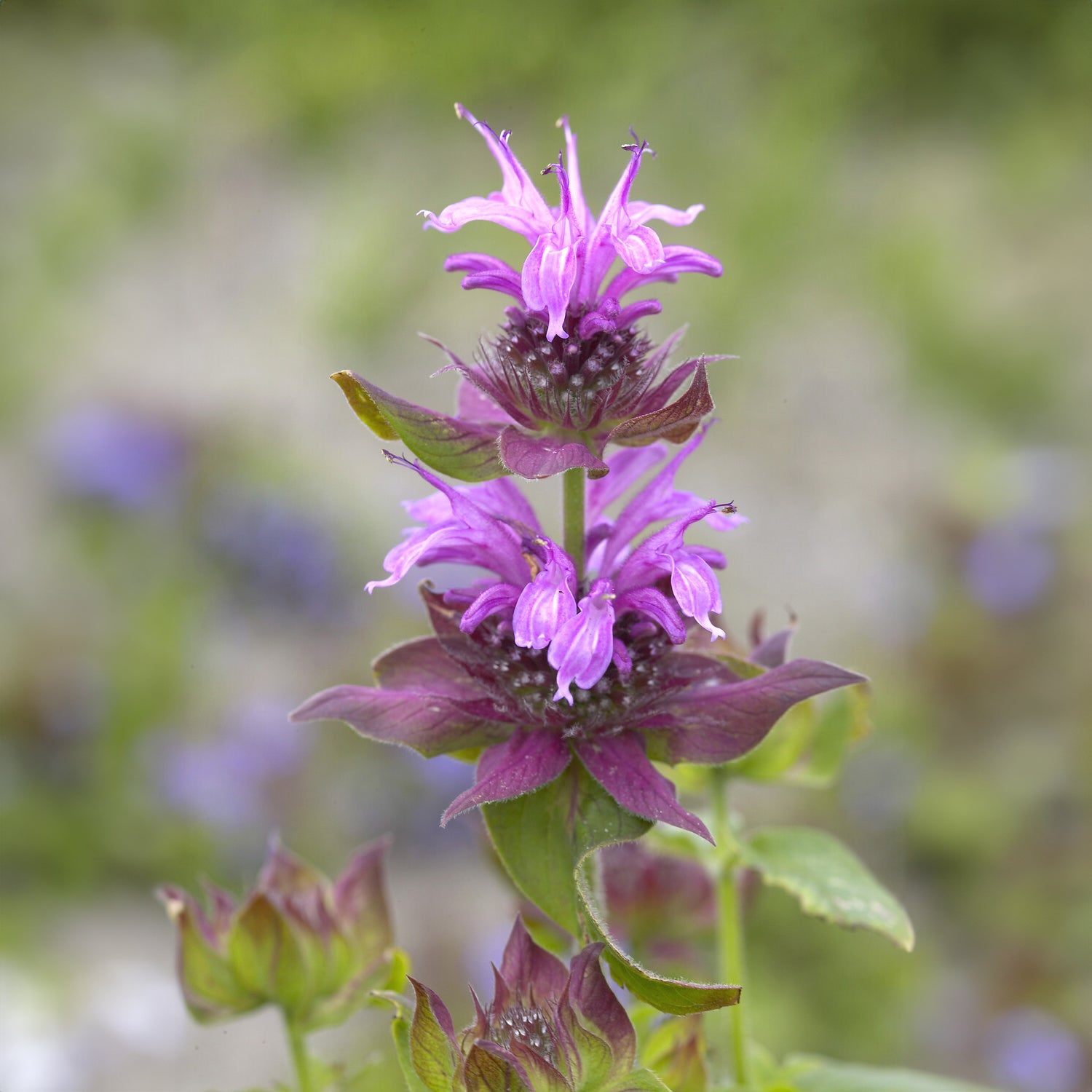 Bakker Monarde Aquarius vivace violette pot Ø9 cm
