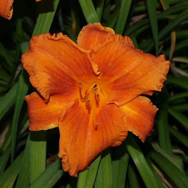 Passion Vivaces Hemerocallis Hot Wire hémérocalle pot 1L orange