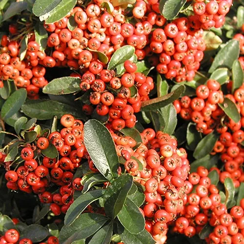Bakker Saphyr Rouge Cadrou buisson ardent pot 3L baies rouges