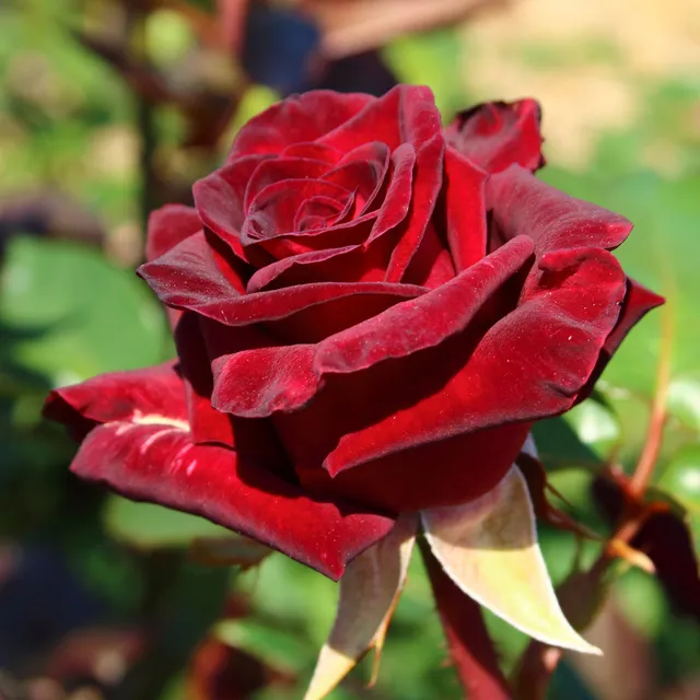 Bakker Rosier Black Baccara buisson motte 3+ branches rouge