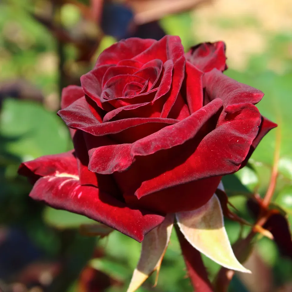 Bakker Rosier Black Baccara buisson motte 3+ branches rouge
