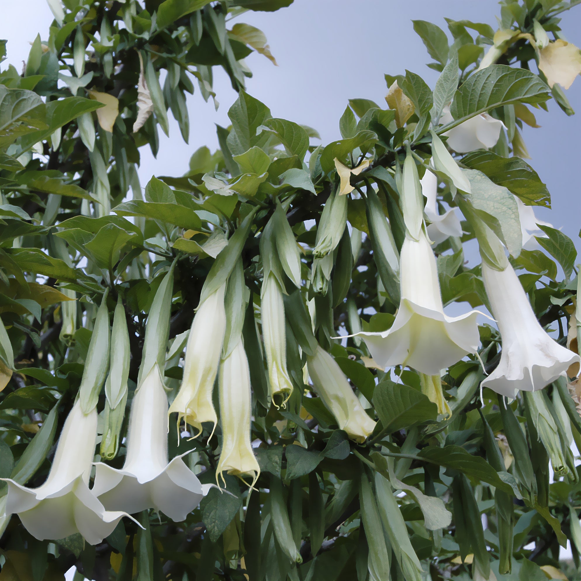 Bakker Brugmansia blanc trompette des anges pot Ø 9cm