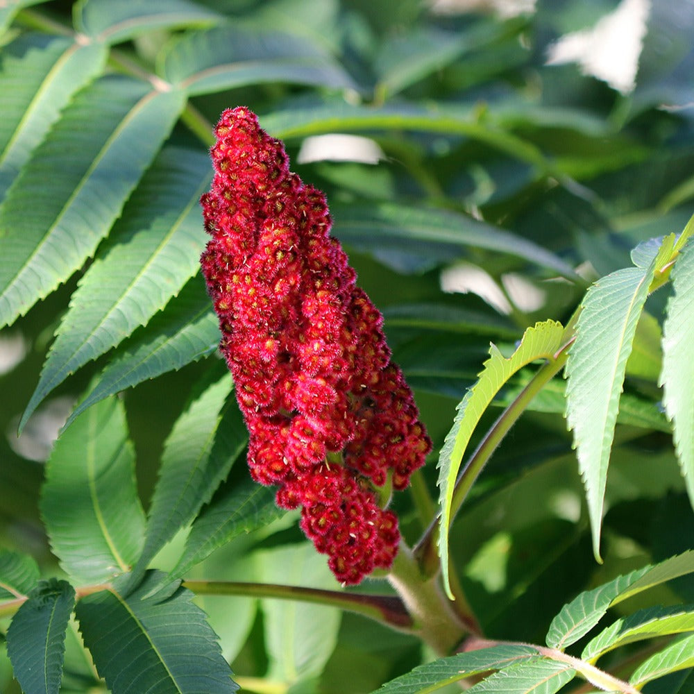 Bakker Sumac de Virginie arbuste pot 5L feuillage automne