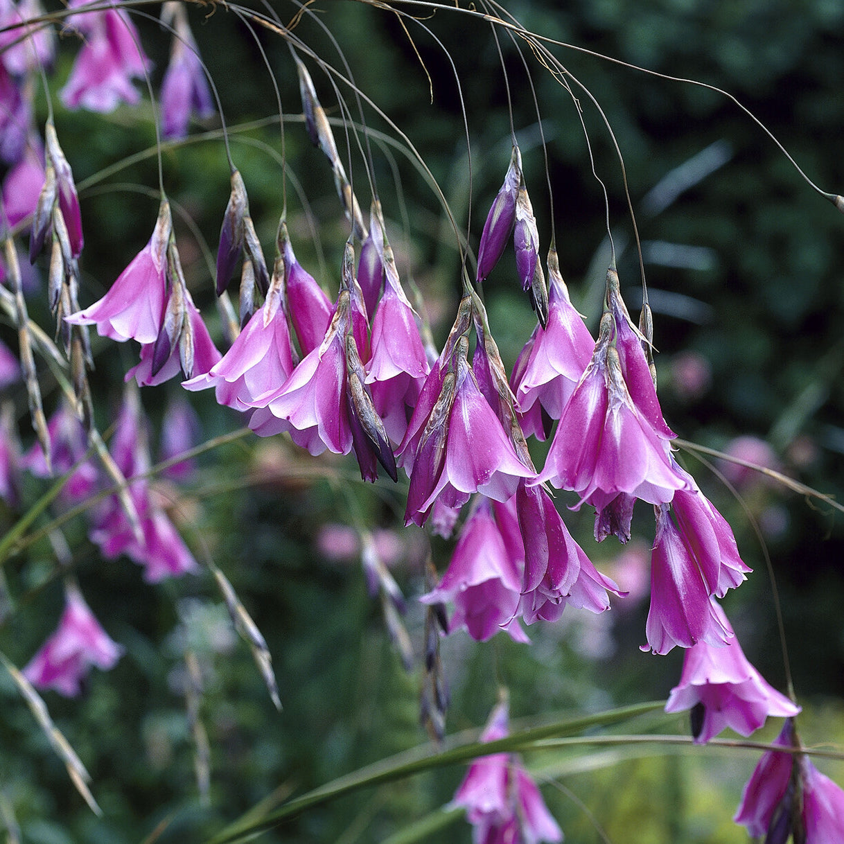 Bakker Dierama Canne des Anges vivace violette Ø9cm