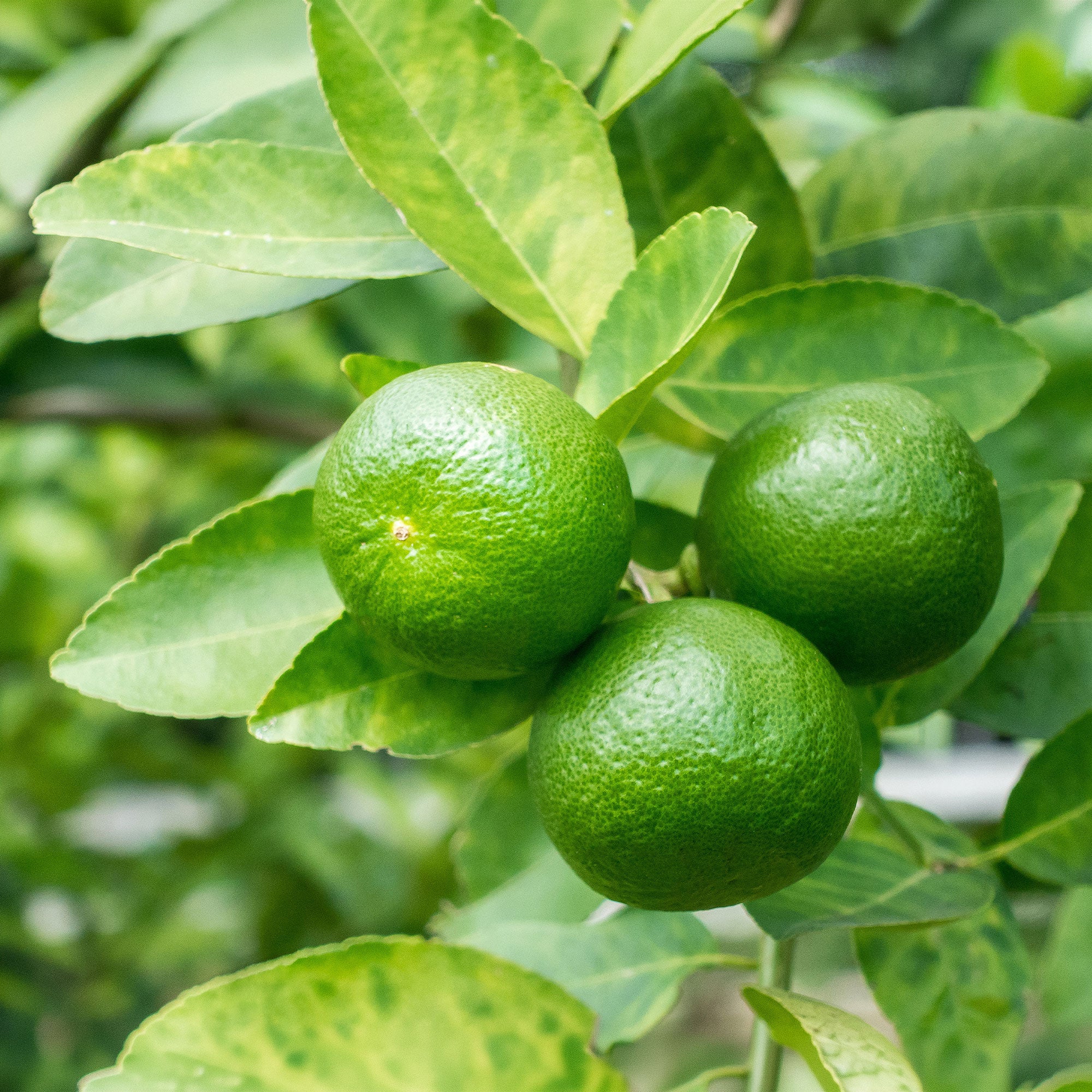 Bakker Fruitiers Citron vert pot 9cm 25-35cm fruits