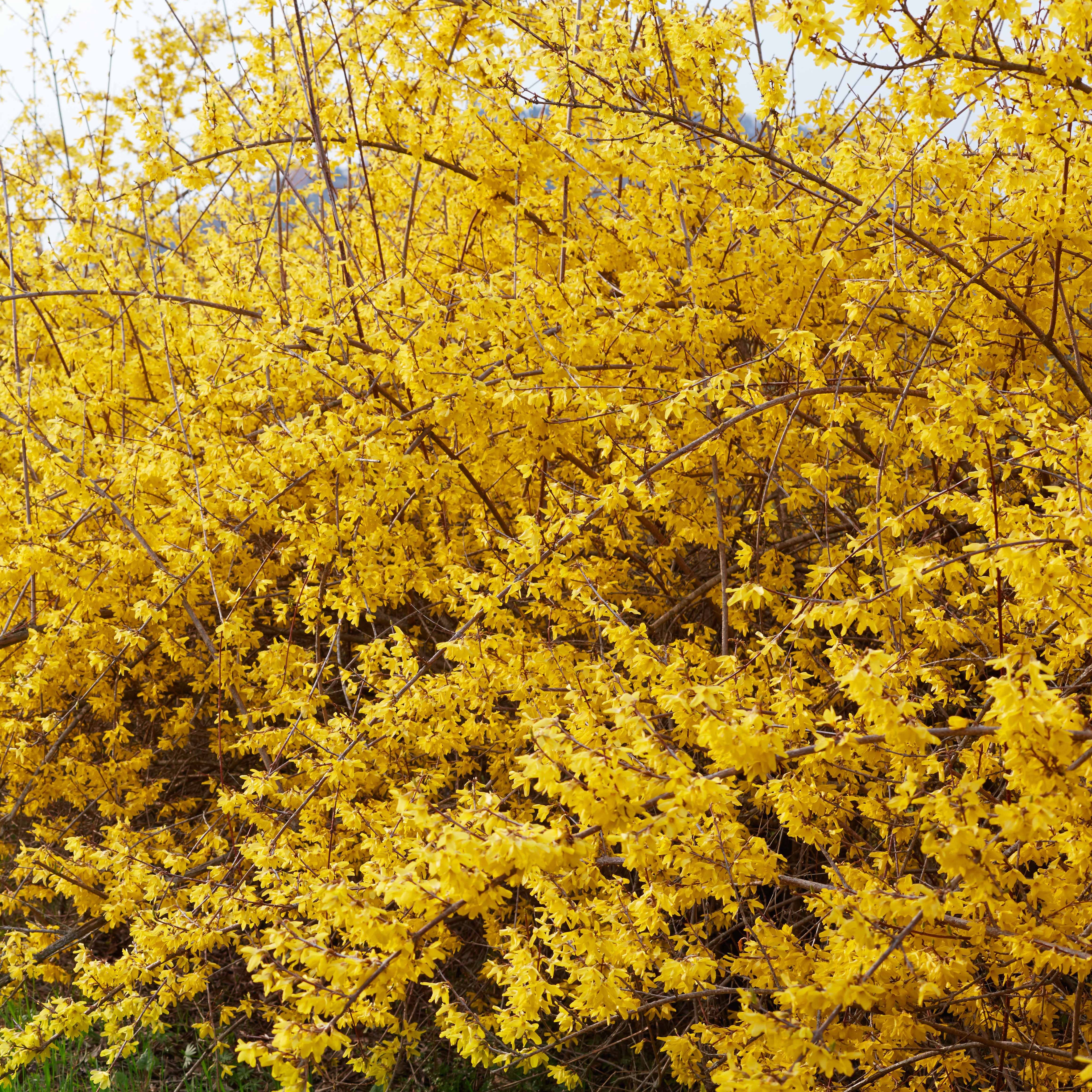 Bakker Spectabilis forsythia arbuste pot 1,5L jaune