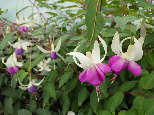 Passion Vivaces Fuchsia Blue Sarah fuchsia pot 1L bicolore