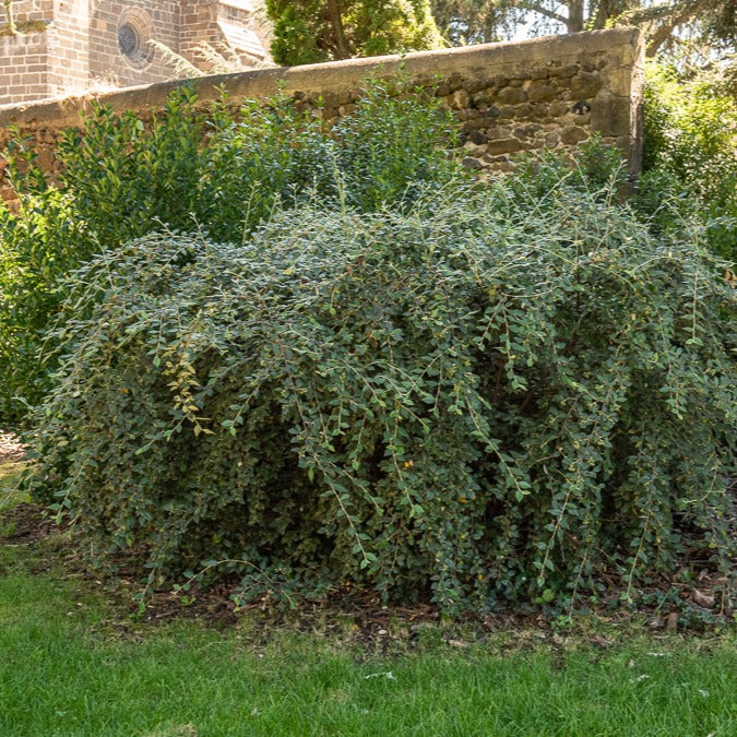 Bakker Arbustes Cotoneaster franchetii arbuste pot 1.5L haie