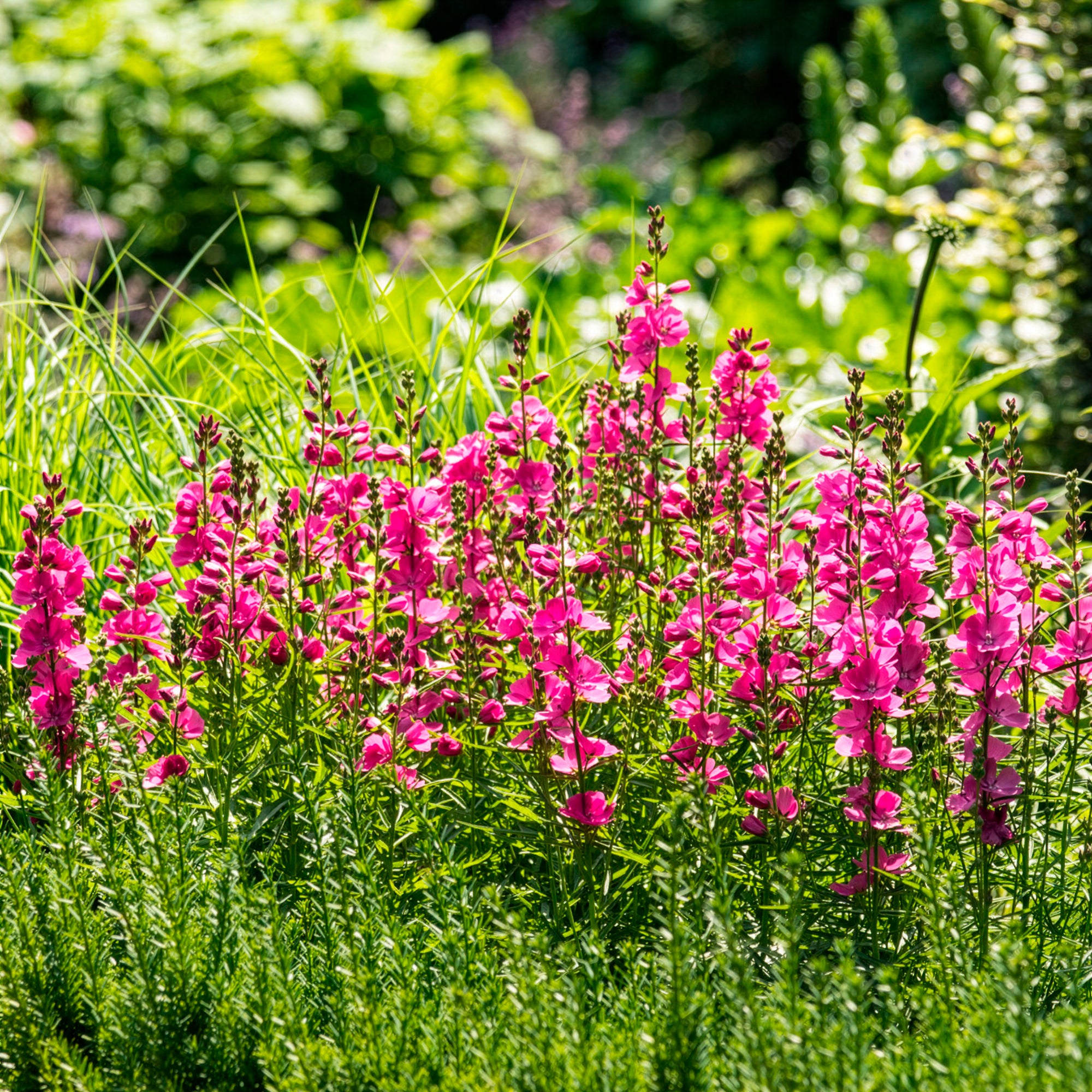 Bakker Sidalcée Brilliant vivace pot Ø 9cm fuchsia