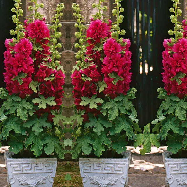 Bakker Rose trémière naine rouge plante vivace pot 9cm