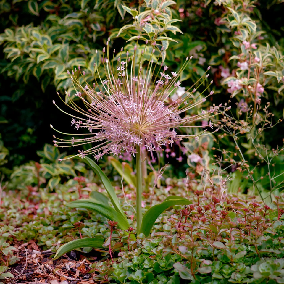 Bakker Bulbes à fleurs 5 Alliums Schubertii bulbe rose