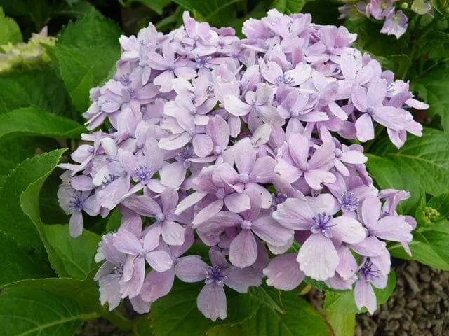 Les Hortensias du Haut Bois Hydrangea macrophylla Snell hortensia blanc