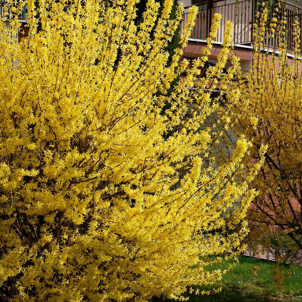 Bakker Spectabilis forsythia arbuste pot 1,5L jaune