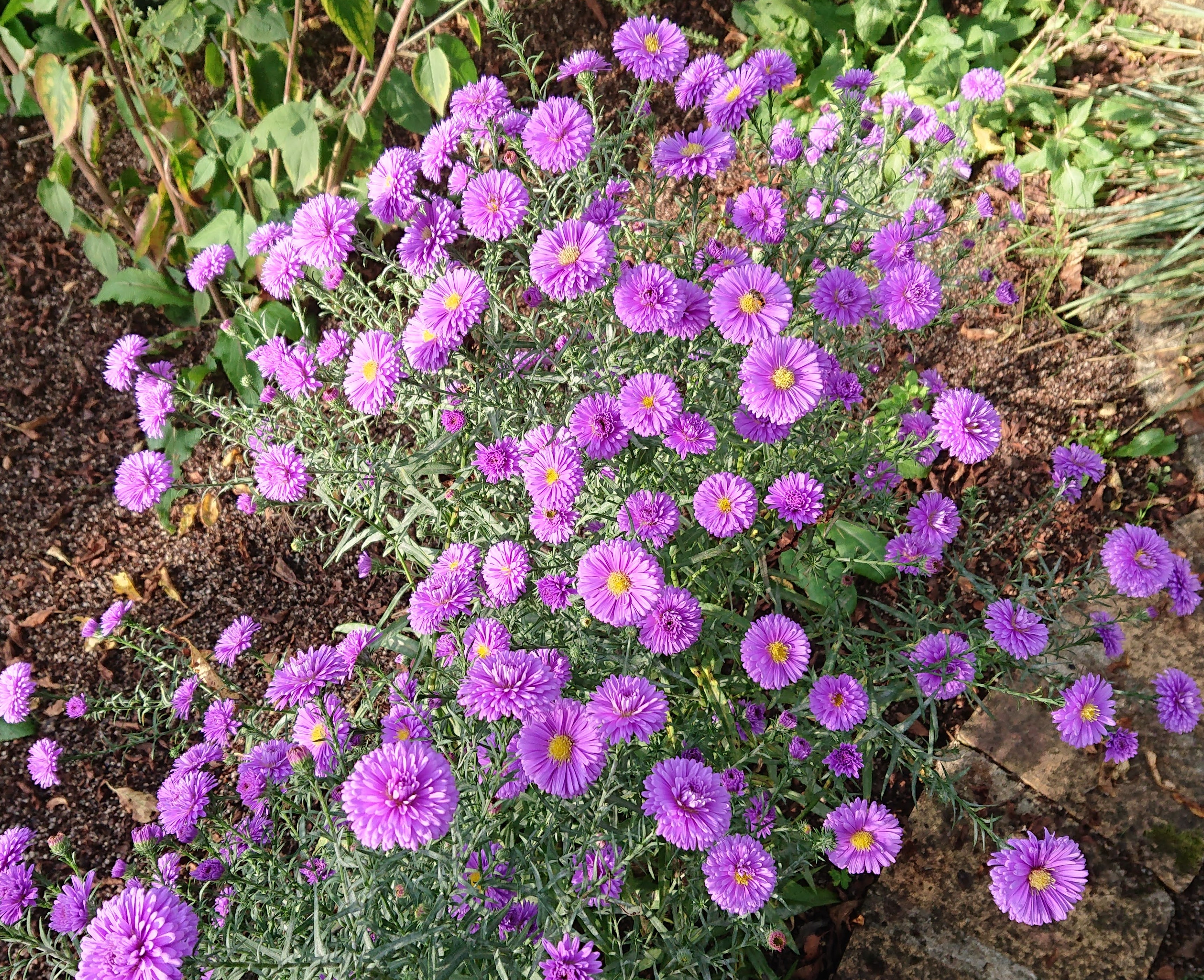 Passion Vivaces Aster Coombe Fishacre vivace godet rose clair