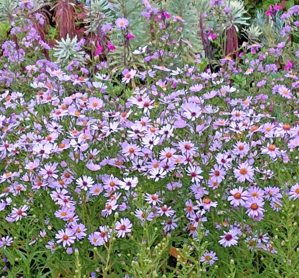 Passion Vivaces Aster Château Saint-Jean fleur rose godet