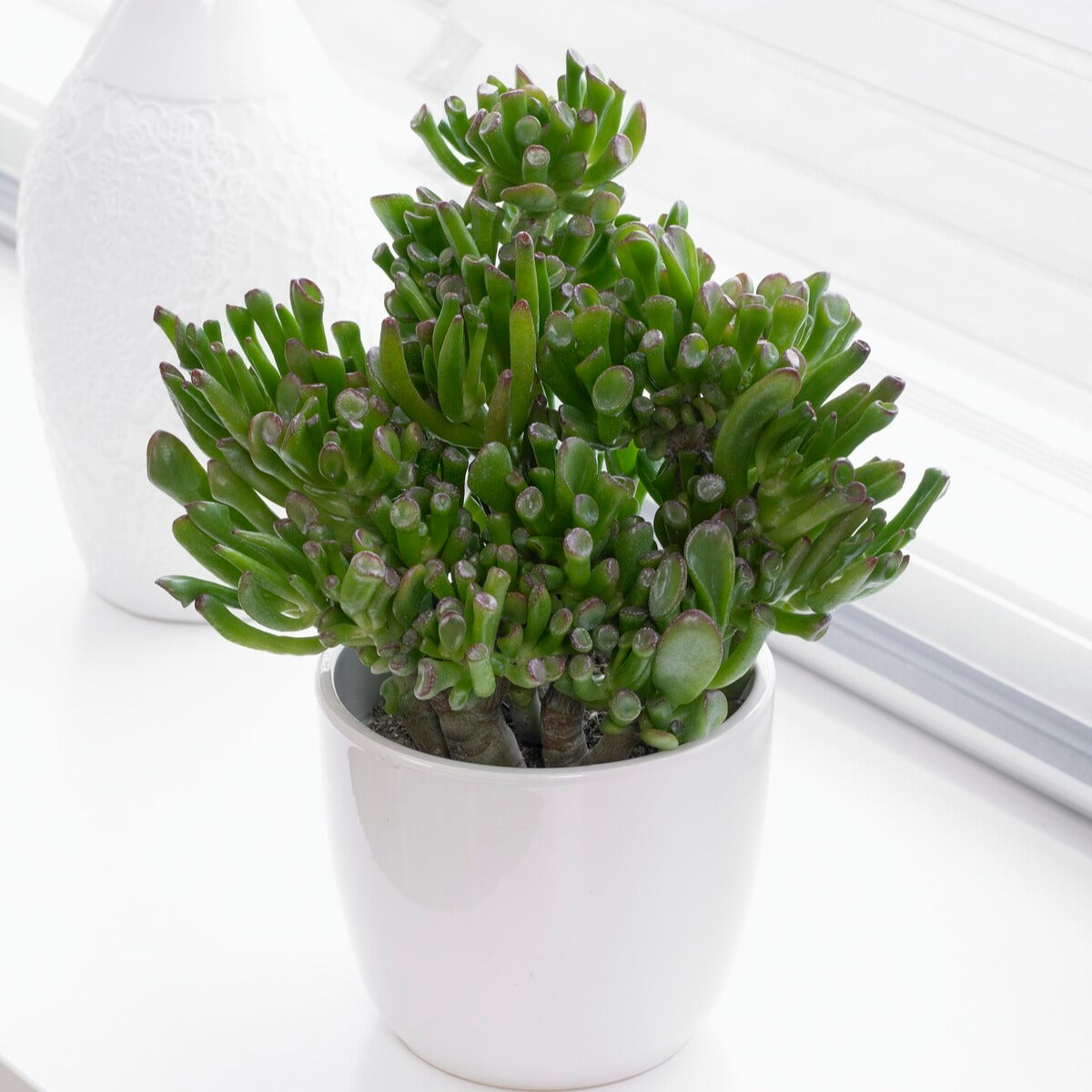 Bakker Hobbit crassula pot Ø12cm feuilles tubulaires