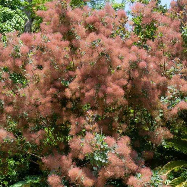 Bakker Arbre à perruque Cotinus arbuste lot 2 pots 3L