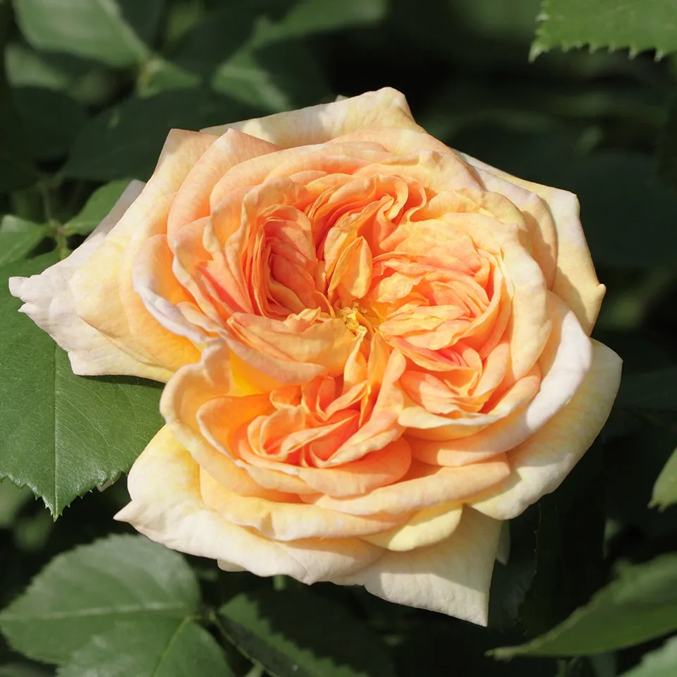 Bakker Rosiers Alchymiste rosier grimpant pot 4L jaune abricot