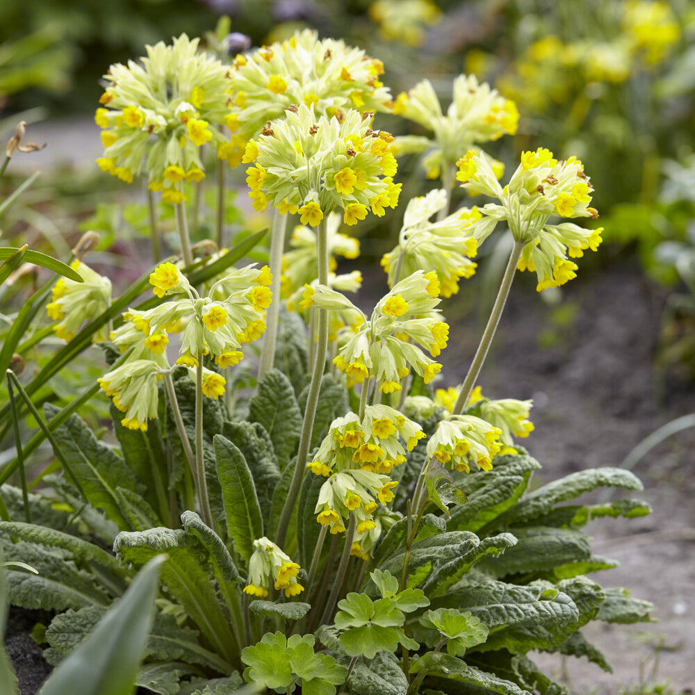 Bakker Primevère Coucou vivace pot 9cm fleurs jaunes