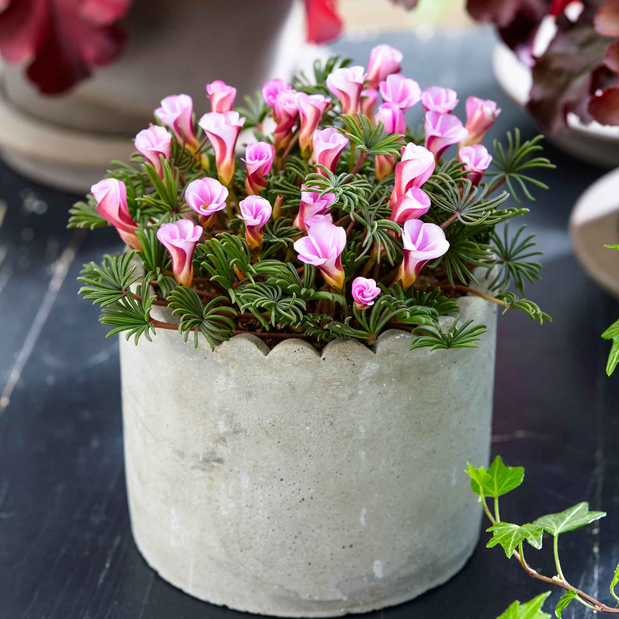 Bakker Automne rose oxalis bulbes sachet 5 rose