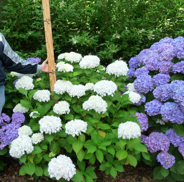 Les Hortensias du Haut Bois Pax hortensia macrophylla fleurs rondes godet
